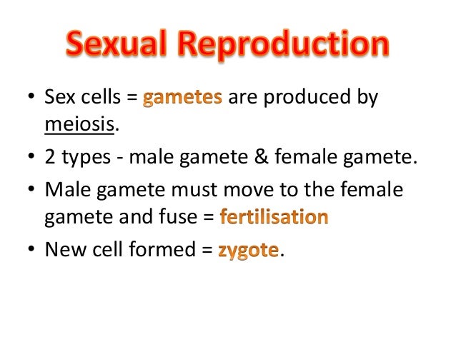 Why is mitosis a form of asexual reproduction images 954